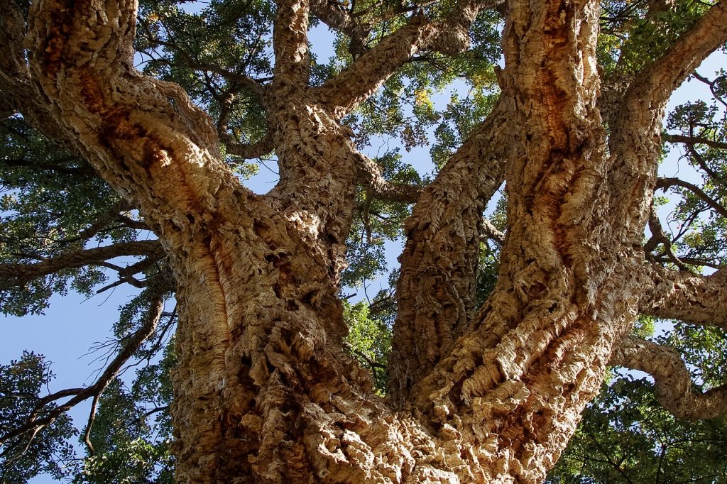 Cork Tree